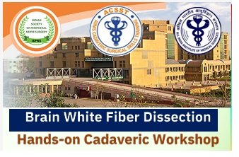 Brain White Fiber Dissection